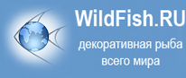 Wildfish.ru