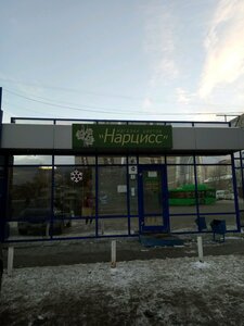 Нарцисс