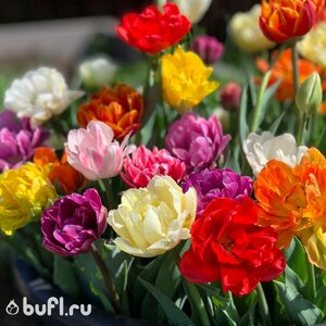 Flowerbulbs Москва