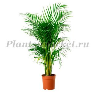 PlantsMarket