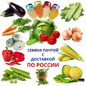 Купить семена почтой Улан-Удэ