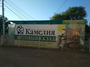 Камелия