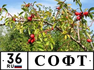 36 Софт